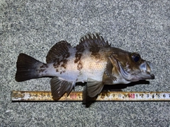 メバルの釣果