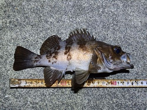 メバルの釣果