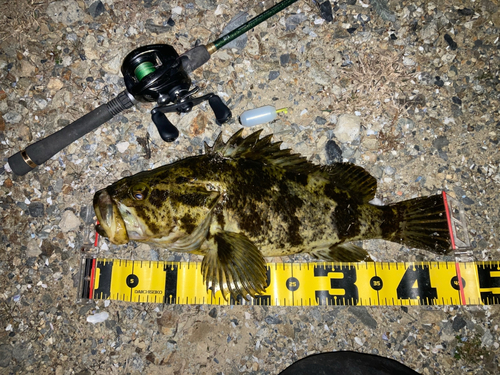 ベッコウゾイの釣果