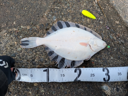 カワガレイの釣果