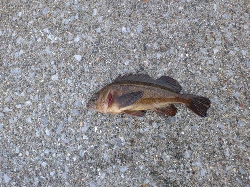 エゾメバルの釣果