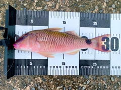 コバンヒメジの釣果