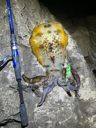 アオリイカの釣果