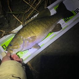 スモールマウスバス