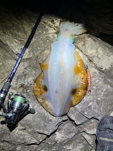アオリイカの釣果