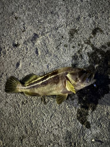 シマソイの釣果