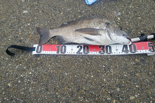 衣浦湾