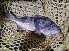 クロソイの釣果