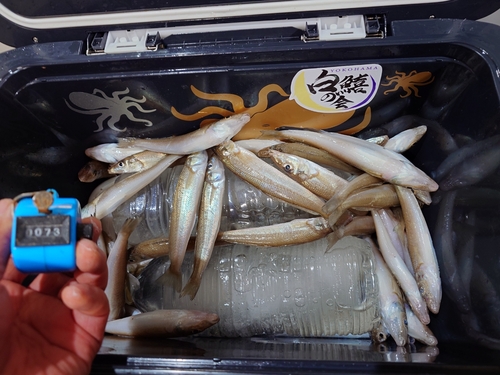 シロギスの釣果