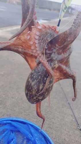 貝塚人工島