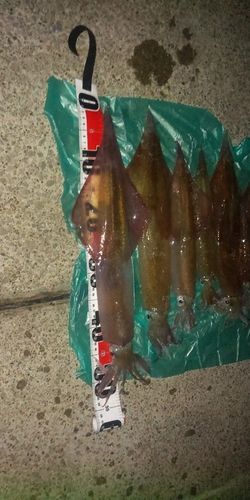 ヤリイカの釣果
