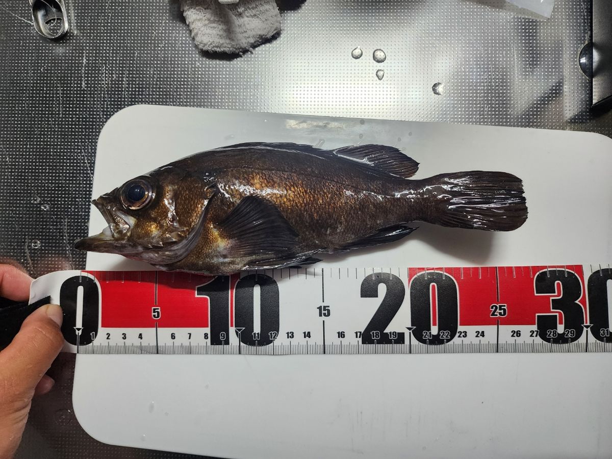 HALmakiさんの釣果 2枚目の画像