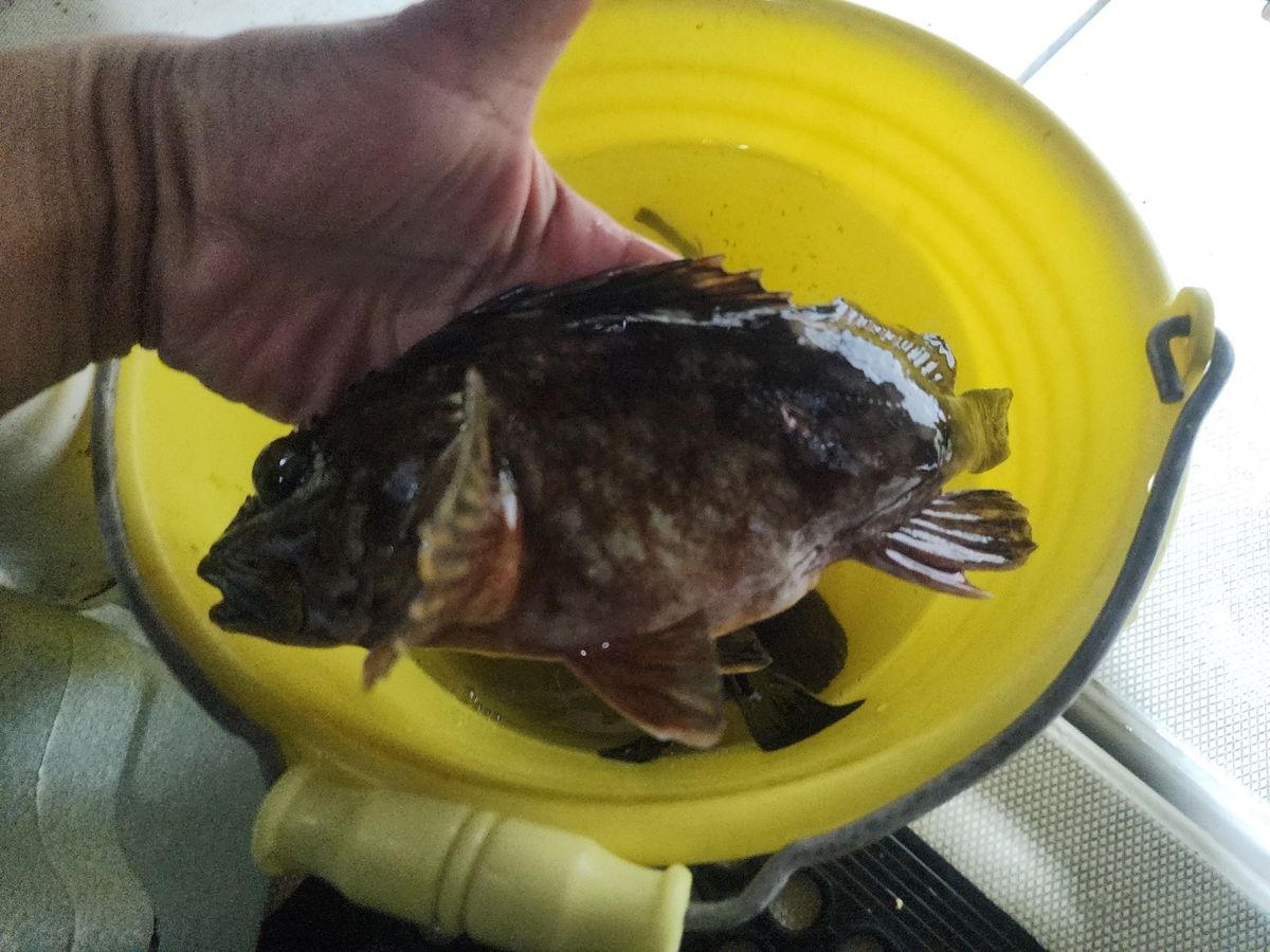 HALmakiさんの釣果 1枚目の画像