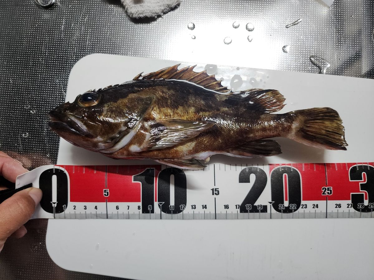 HALmakiさんの釣果 2枚目の画像