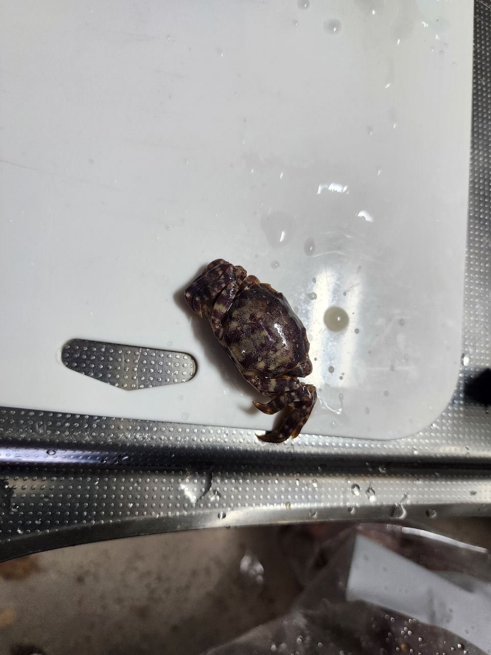 HALmakiさんの釣果 3枚目の画像