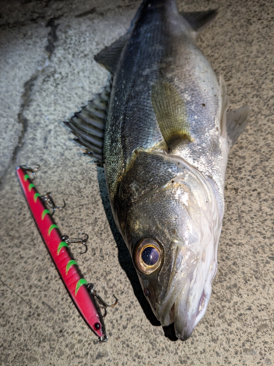 SHIMANO 23ディアルーナ S90Lの最安値・インプレ・釣果 | 本音の