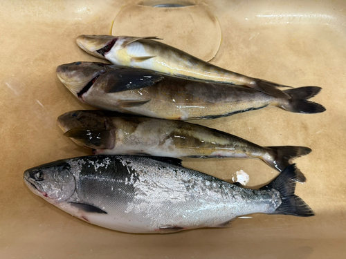 函館湾