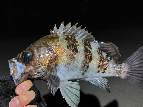 メバルの釣果