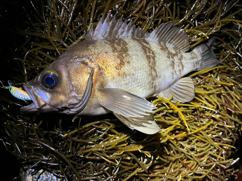 志津川湾