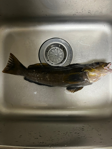 アイナメの釣果