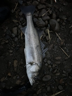 スズキの釣果