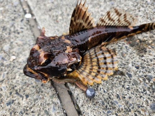 ツマグロカジカの釣果