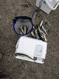 マアジの釣果