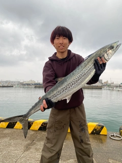 サワラの釣果