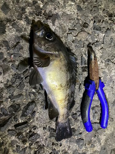 クロメバルの釣果