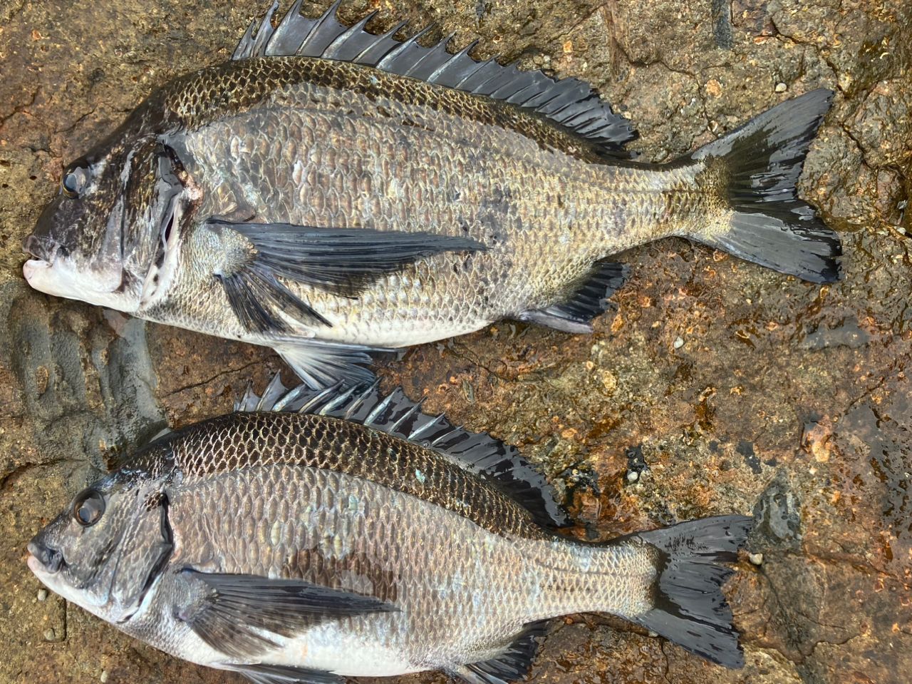 SHIMANO 21BB-X テクニウム C3000DXG S Lの最安値・インプレ・釣果