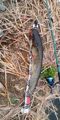 ナマズの釣果
