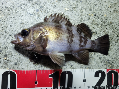 メバルの釣果