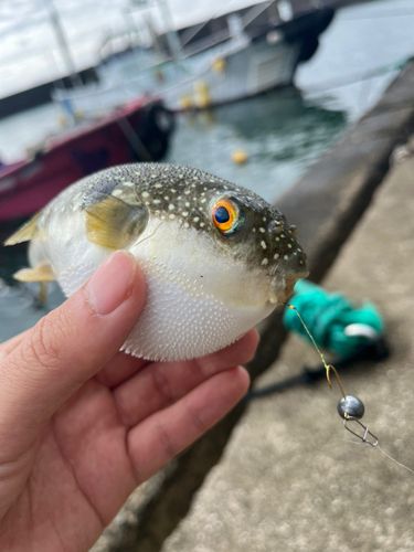 フグの釣果