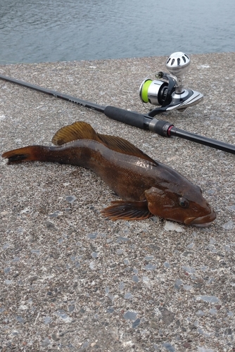 アイナメの釣果