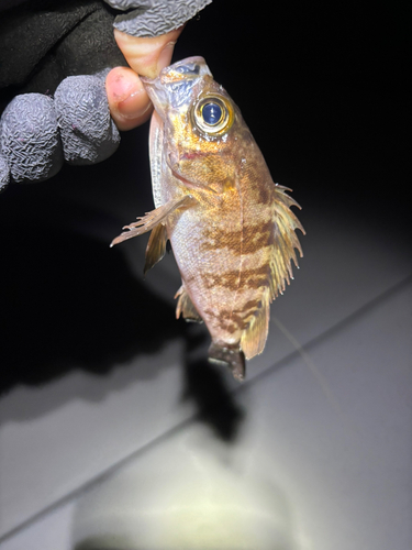 シロメバルの釣果