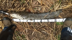 ナマズの釣果