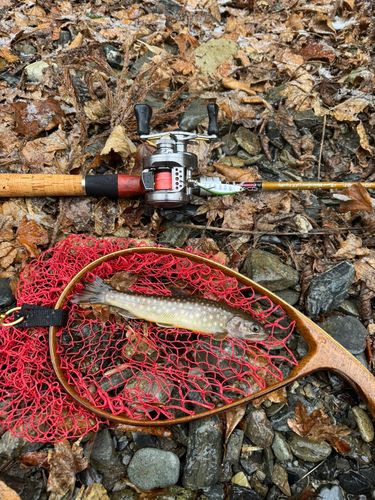 イワナの釣果