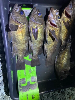 メバルの釣果