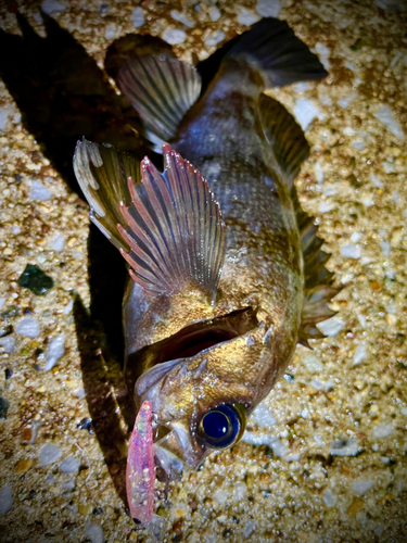 メバルの釣果