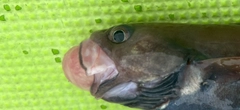 チゴダラの釣果