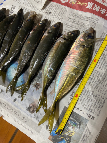アジの釣果