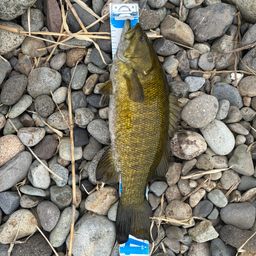 スモールマウスバス