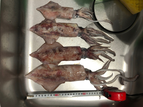 ヤリイカの釣果