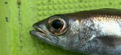 クロムツの釣果