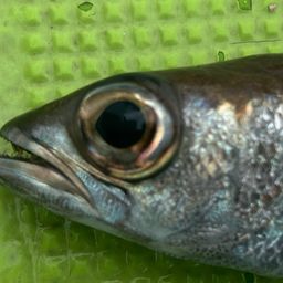 クロムツ