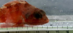 ユメカサゴの釣果
