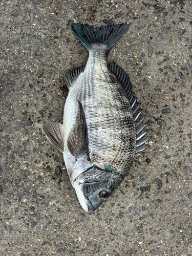 チヌの釣果