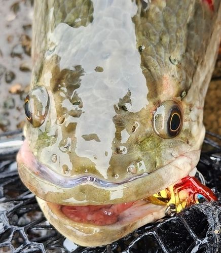 ライギョの釣果