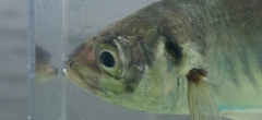マアジの釣果