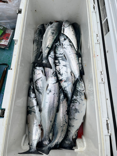サクラマスの釣果